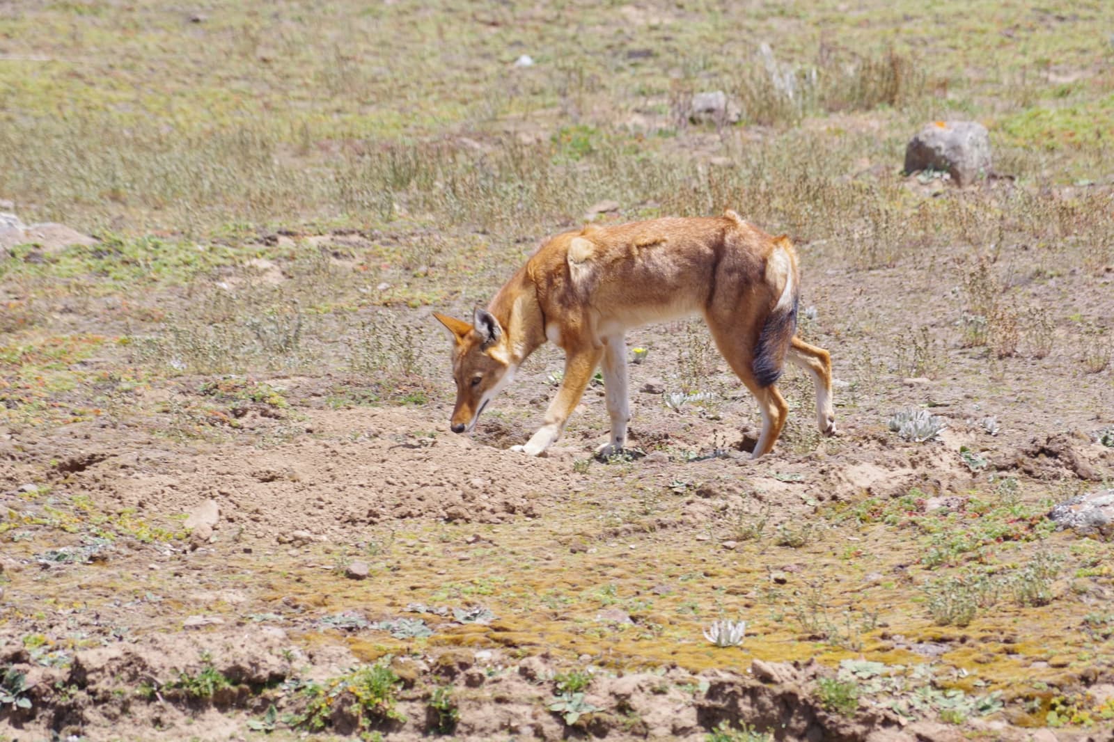 An Ethiopian wolf, rust-red with a white throat and legs, walking across open Afroalpine moorland in the Bale Mountains.