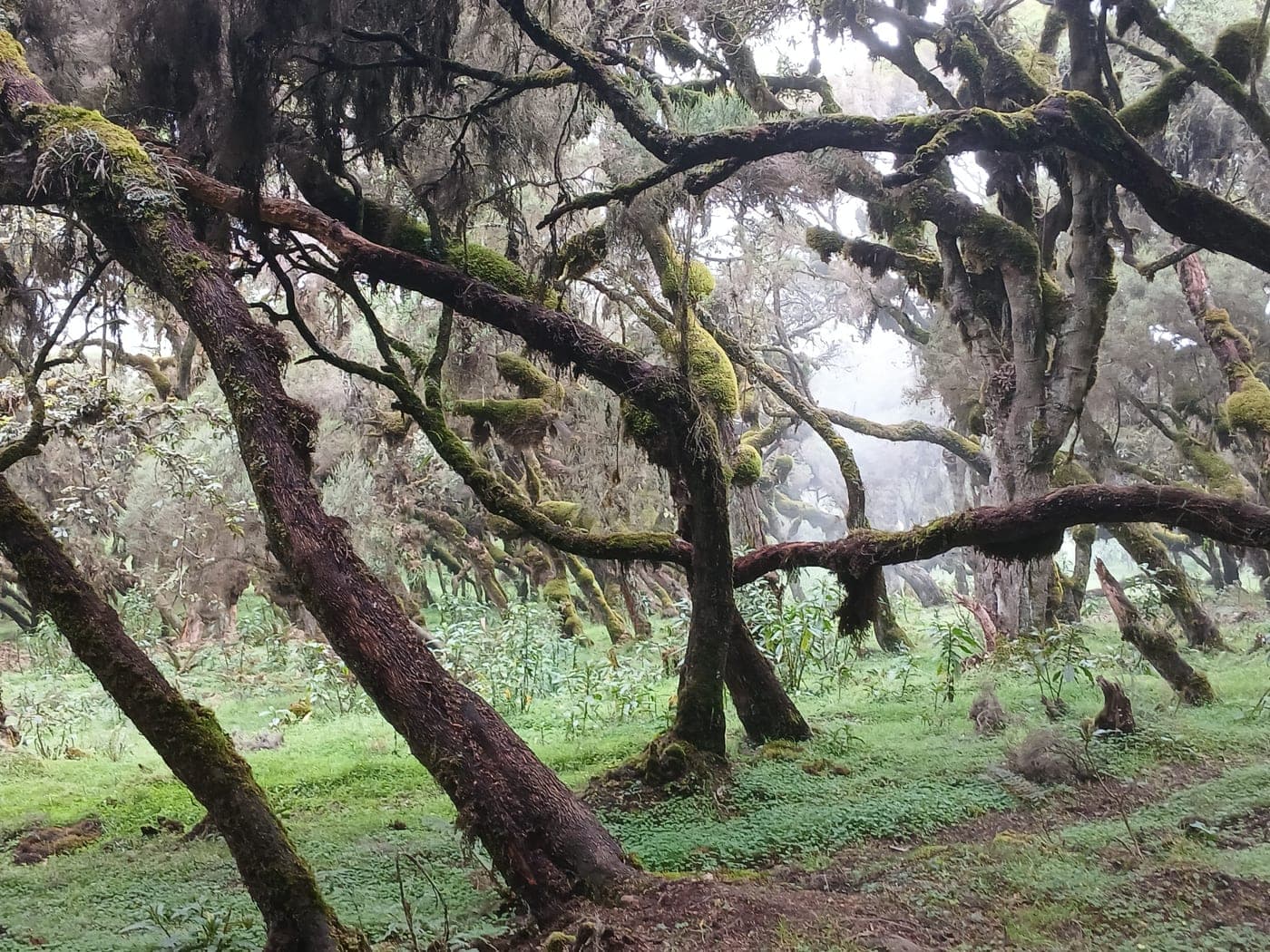 Moss-covered trees leaning over open green ground in the Harenna Forest, on the southern slopes of the Bale Mountains, with mist between the trunks.