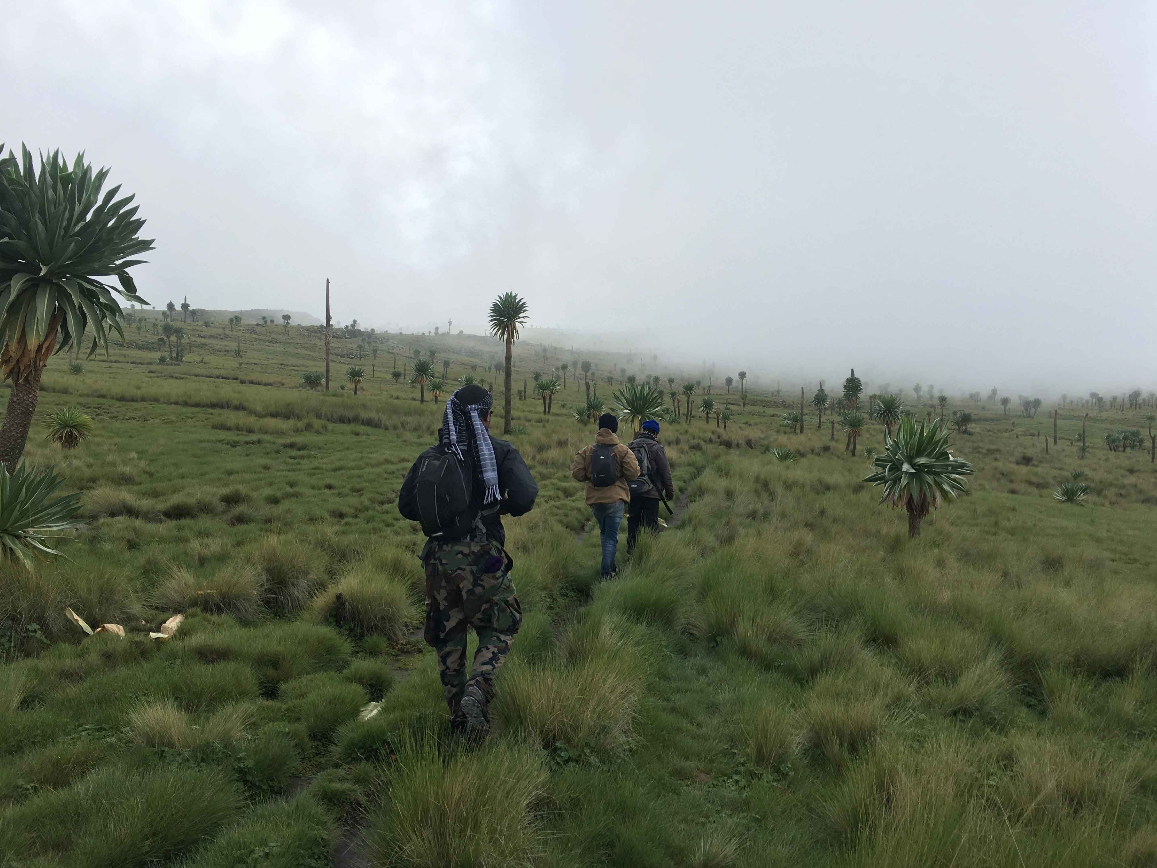 Trekkers crossing open highland grassland in Simien Mountains National Park, with mist over the ridge behind.